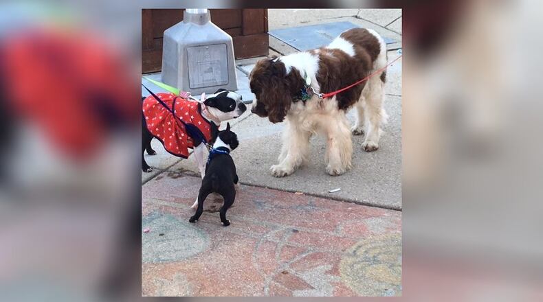 The fifth annual Dog Day Downtown will be held from 5-9 p.m. Friday in downtown Middletown. The organizer said it’s one of the downtown’s most popular events. SUBMITTED PHOTO