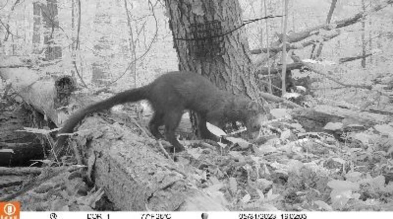 Fishers, such as the one here on a trail camera, have been confirmed in nine northeast Ohio counties through verified sightings. The fisher is a medium-sized mammal related to river otters and weasels. CONTRIBUTED