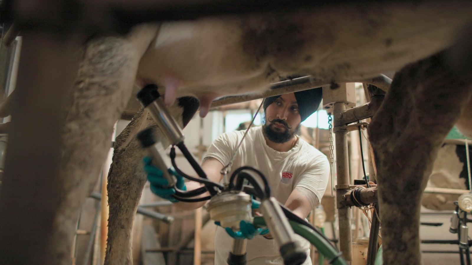 This image released by National Geographic shows Gurpreeet Singh fitting milking attire onto one of his cows at his dairy farm near Cremona in Italy, in a scene from the series "Tucci in Italy." (National Geographic via AP)