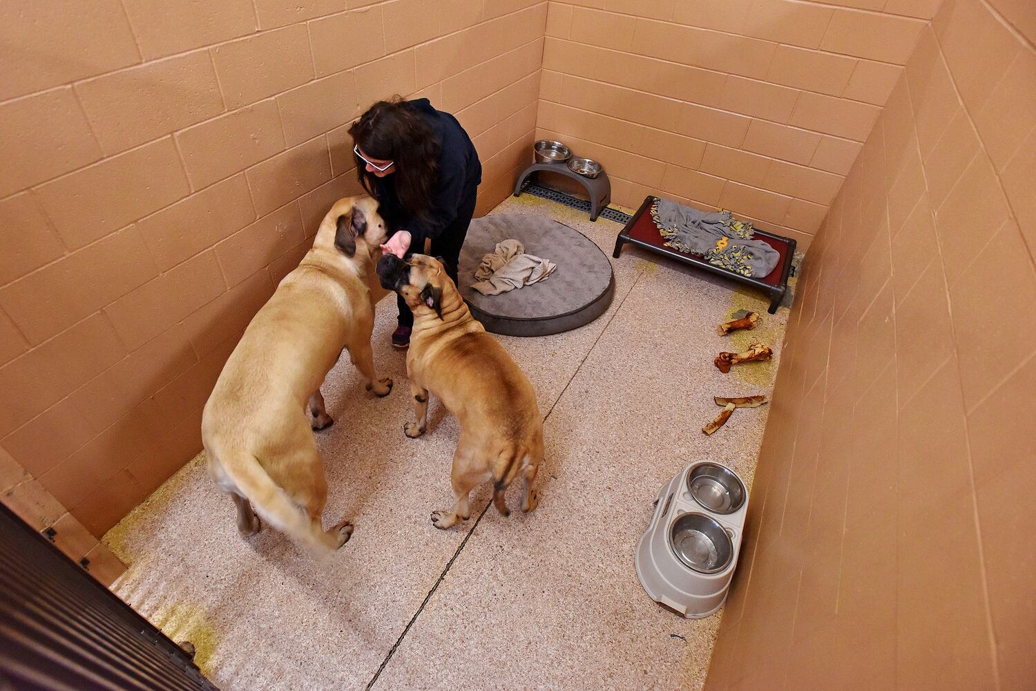 West Chester Pet Resort