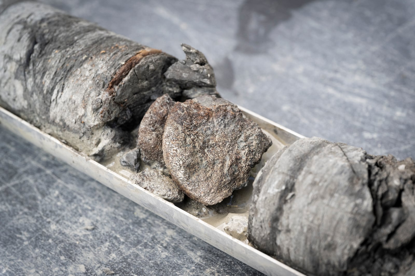 This undated photograph provided by the Denver Museum of Nature and Science shows Ornithopod vertebra from the Denver Formation, from 763' of depth from the City Park core drilling in the parking lot at Denver Museum of Nature and Science. (Richard M Wicker/Denver Museum of Nature and Science via AP)