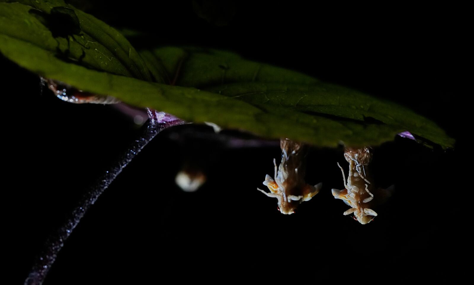 Periodical cicada nymphs and adults are seen on the underside of a begonia plant after a heavy rain, Friday, May 16, 2025, in Cincinnati. (AP Photo/Carolyn Kaster)https://epix.ap.org/#