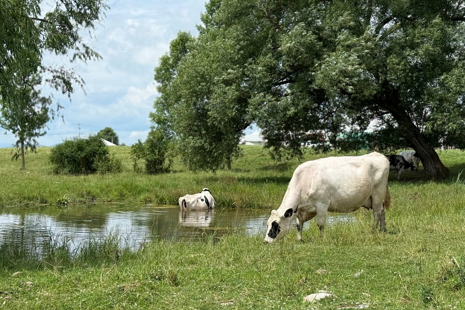Cows graze on a dairy farm in Salisbury, Vt., on Tuesday, July 1, 2025. (AP Photo/Amanda Swinhart)