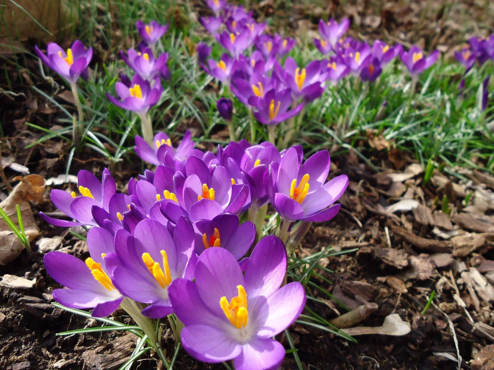 The crocus flower in Beavercreek as captured by Robert Wies.