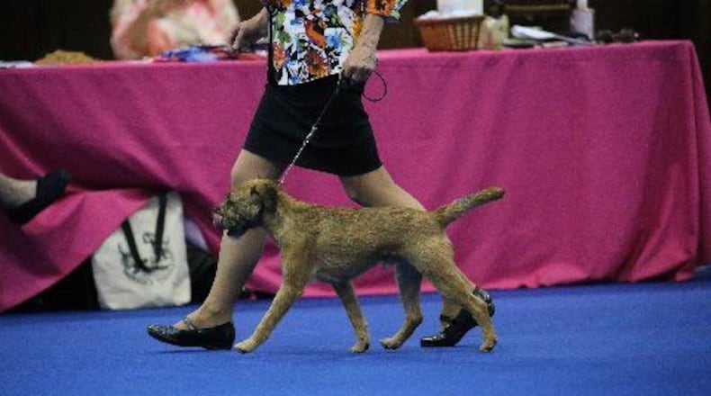The Warren County Kennel Club is set to host the club’s annual Conformation Show March 29-31 at the Roberts Centre in Wilmington. Pictured is one of the dogs at a previous Warren County Kennel Club Conformation Show event. CONTRIBUTED