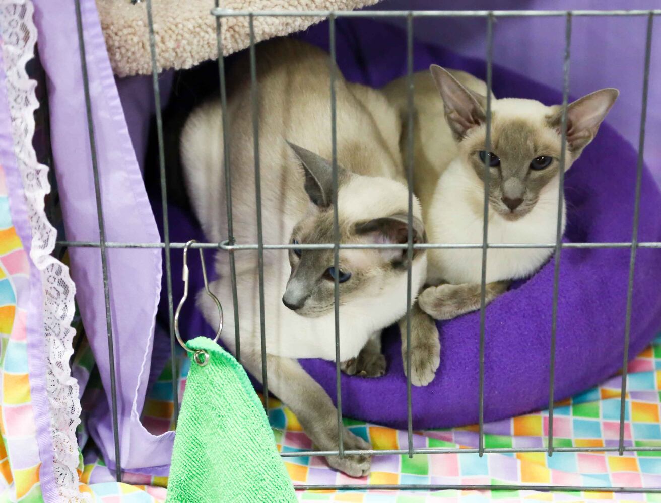 Cat Show at Butler County Fairgrounds