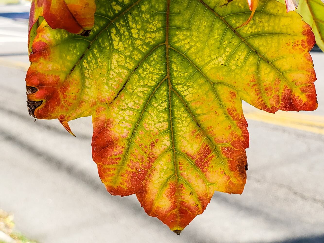 Fall colors October 2020