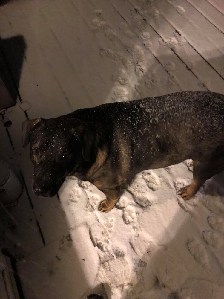 Dog in the snow