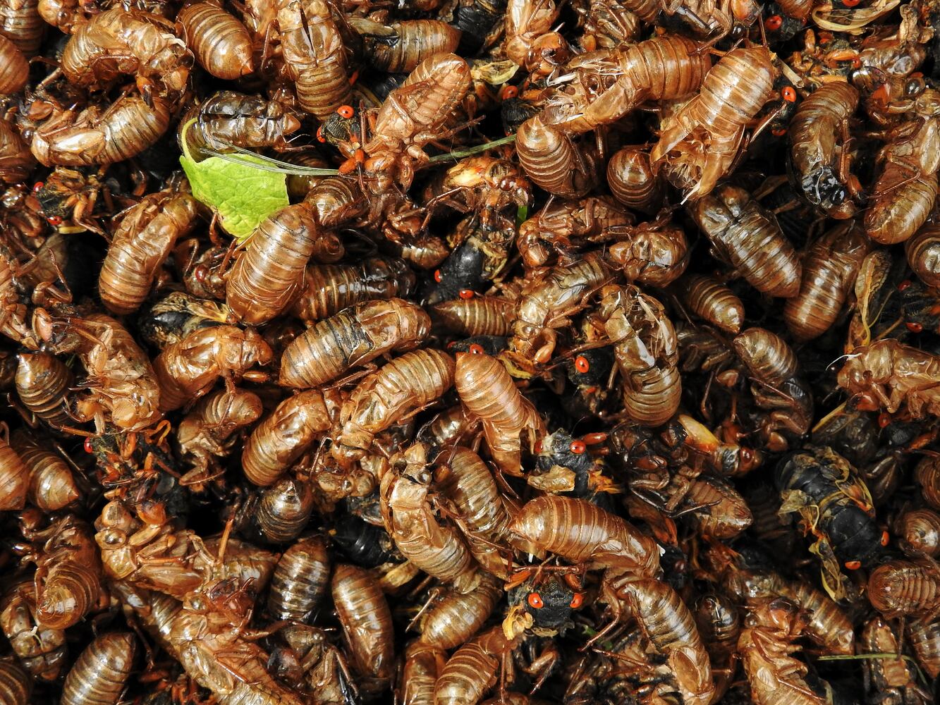 052221 cicadas