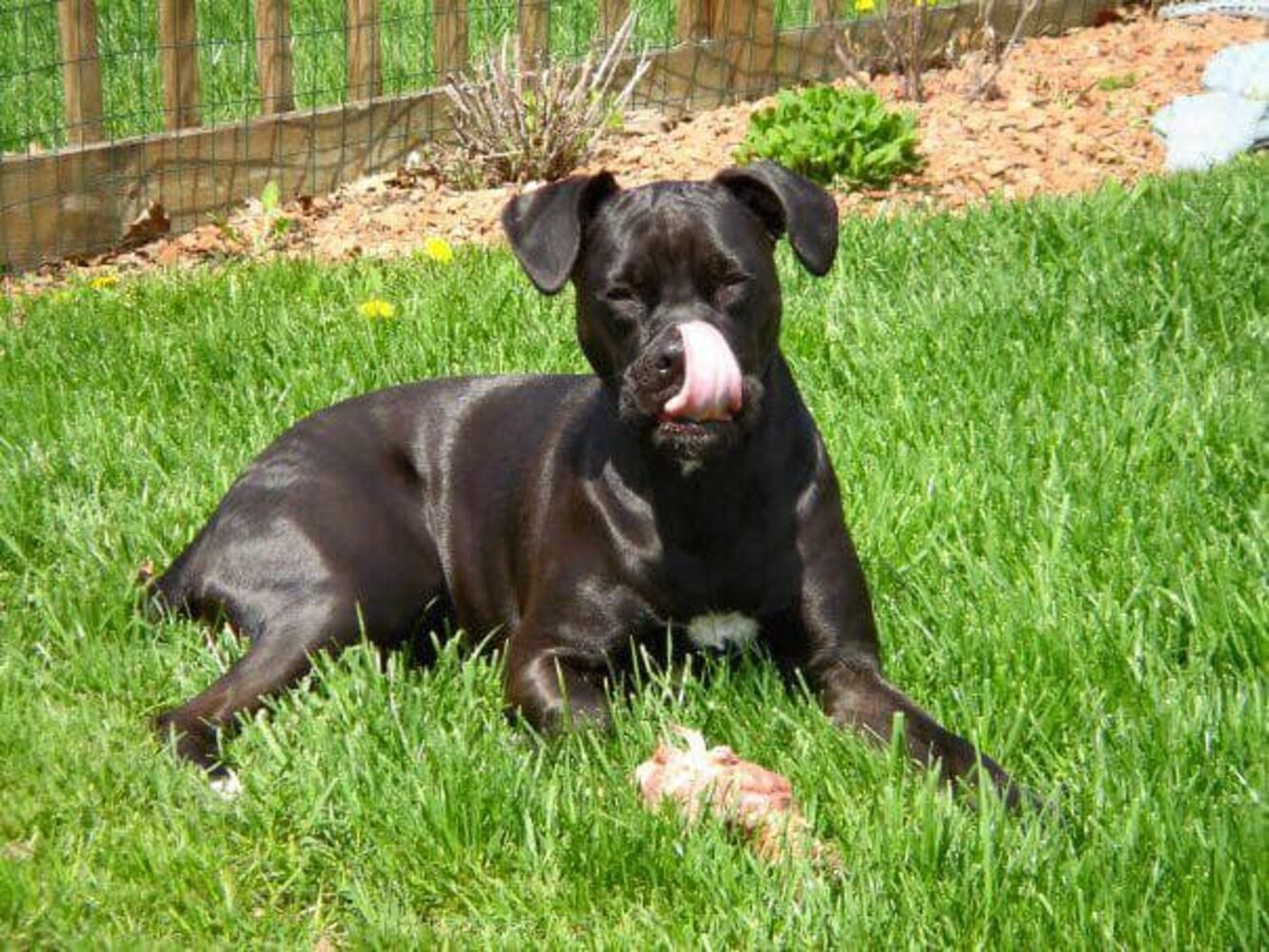 PHOTOS Readers respond to National Black Dog day post with pictures of their pets.