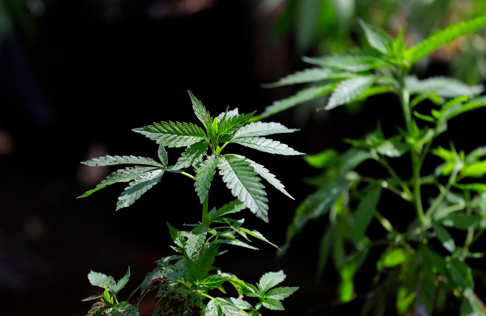 FILE - In this April 12, 2018, photo, a marijuana plant awaits transplanting at the Hollingsworth Cannabis Company near Shelton, Wash. (AP Photo/Ted S. Warren, File)