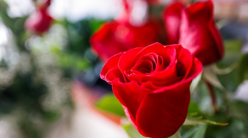 Staff at Flowers by Roger in Middletown are busy preparing hundreds of arrangements to be delivered for Valentine's Day. NICK GRAHAM/STAFF