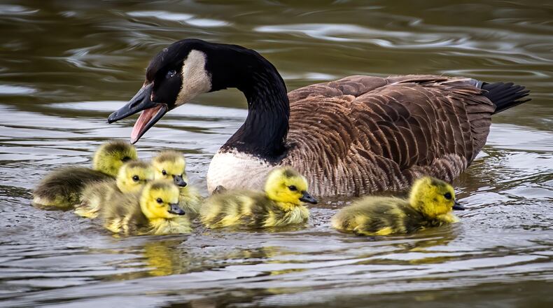 A Canada goose swimming with goslings. iSTOCK/COX