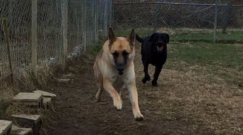 Teddy going for a run with his friend, Jade, a German shepherd. KYLE FULLER / CONTRIBUTED