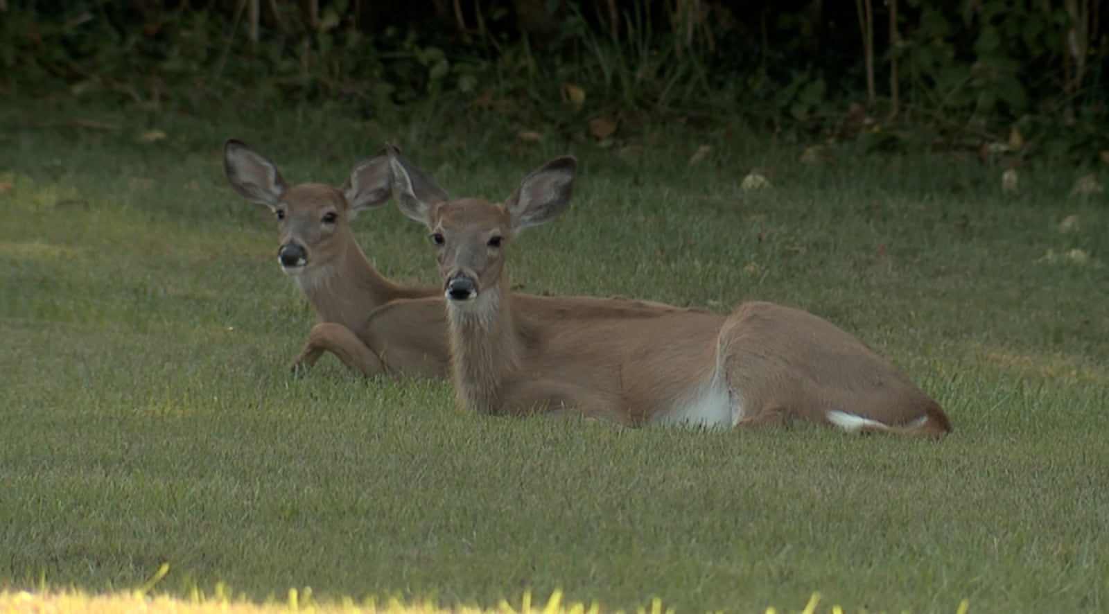 Deer in Oxford. WCPO