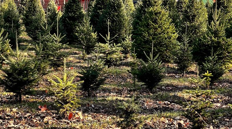 Choosing and cutting your own Christmas tree is a holiday tradition for many Miami Valley families. CONTRIBUTED