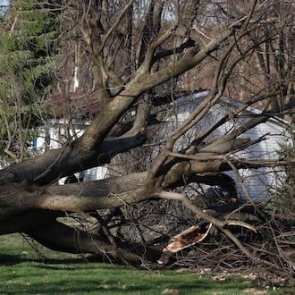A large tree was uprooted in Moorefield Twp. in Clark County as a result of heavy winds on Friday, March 13, 2026. JOSEPH COOKE / STAFF