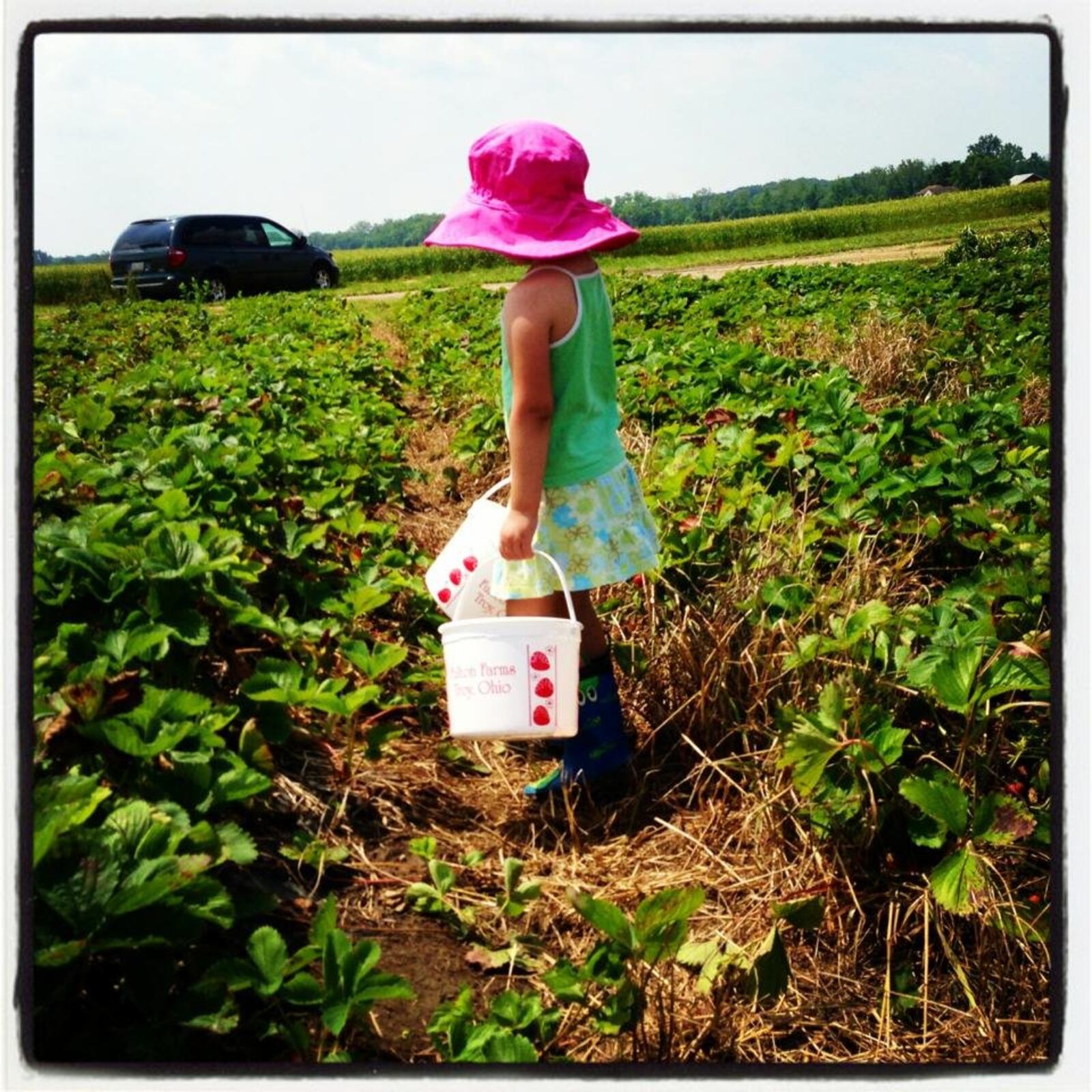 Darci's daughter picks fresh strawberries at Fulton Farms. DARCI JORDAN/CONTRIBUTED