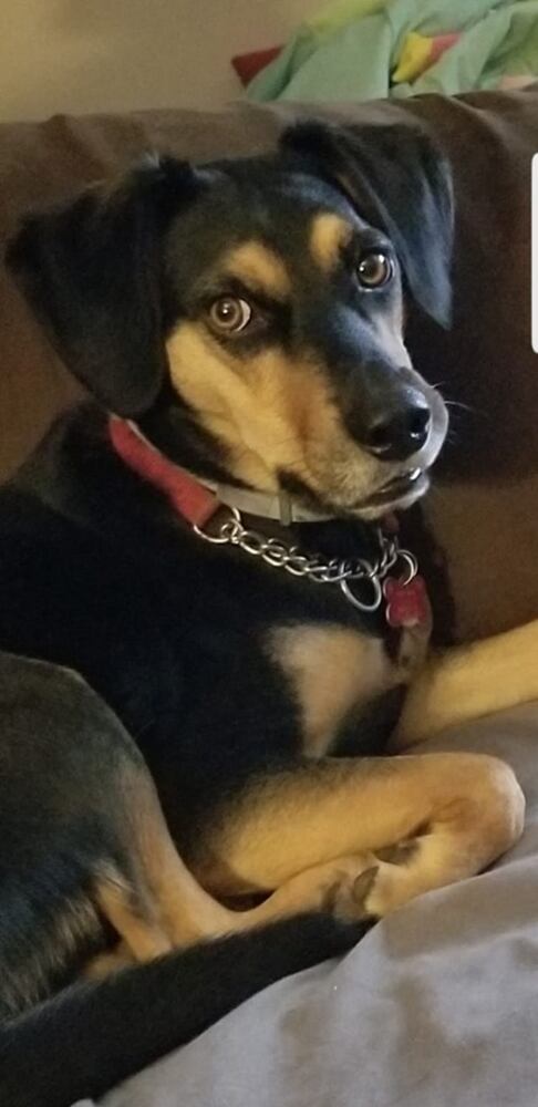 PHOTOS Readers respond to National Black Dog day post with pictures of their pets.