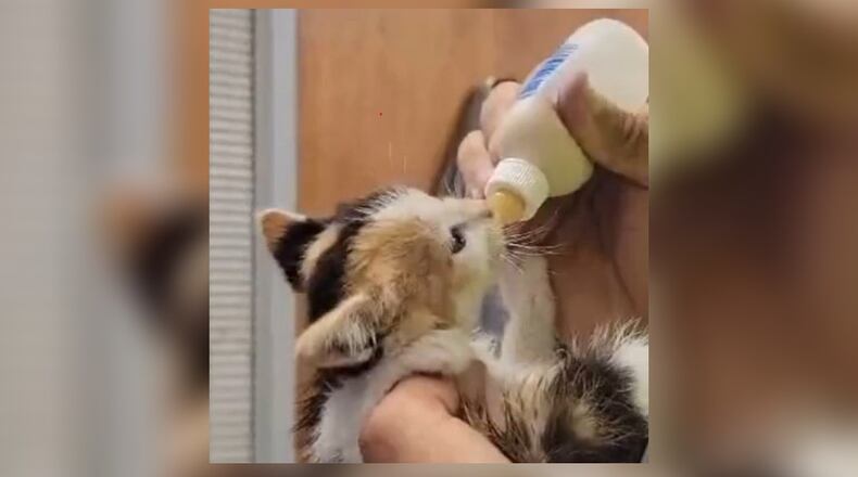 A kitten was discovered by a Rumpke employee ... it was hiding under a portable toilet at the landfill in Colerain Twp. RUMPKE/CONTRIBUTED