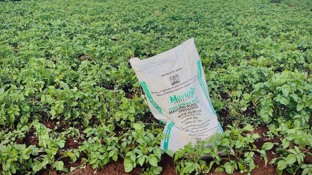A bag of fertilizer is ready to be used on Elizabeth Wangua's land in Limuru, Kenya Wednesday, March 25, 2026. (AP Photo/Jackson Njehia)