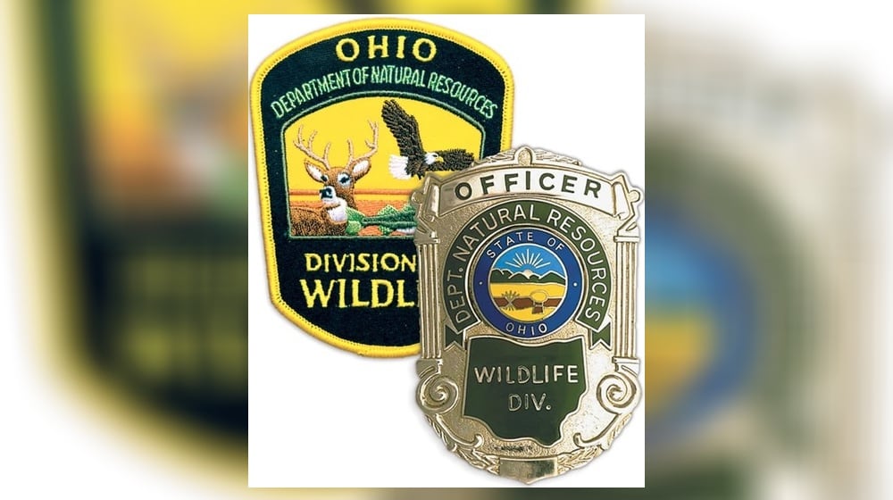 ODNR may participate in a study introduced by a house bill to bring elks back to Ohio.
CONTRIBUTED / ODNR