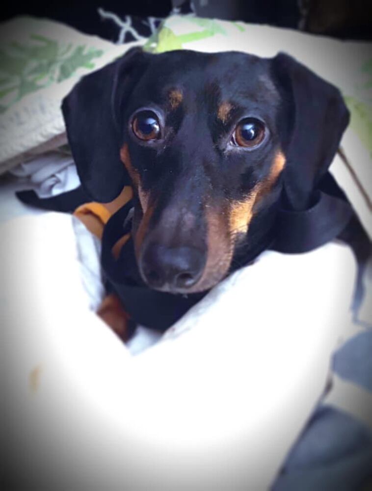 PHOTOS Readers respond to National Black Dog day post with pictures of their pets.