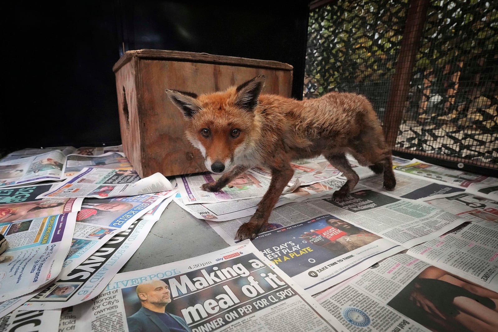 A fox has a first look around in it's enclosure after being treated at the rescue hospital of The Fox Project near Tonbridge, England, Thursday, May 22, 2025. (AP Photo/Frank Augstein)