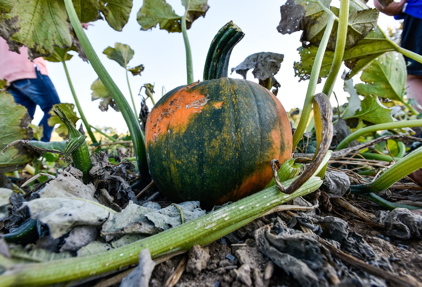 Jackson Family Farm offers visitors a chance to learn about farm life