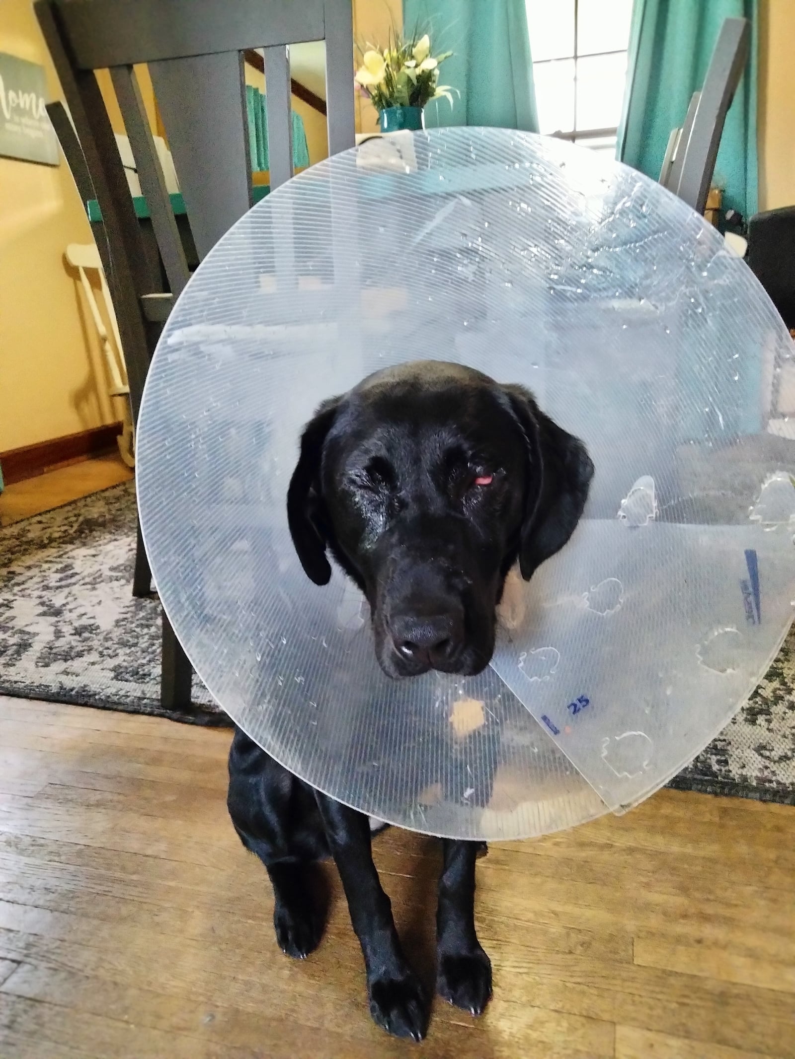 Ivy, a black Labrador, has recovered from a disease that made her blind in her right eye and has returned to retrieving ducks. CONTRIBUTED