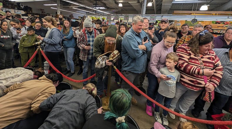 Attendees at last year’s Pickle Wars participated in the Bobbing for Brine competition at Jungle Jim’s International Market. Contributed photo