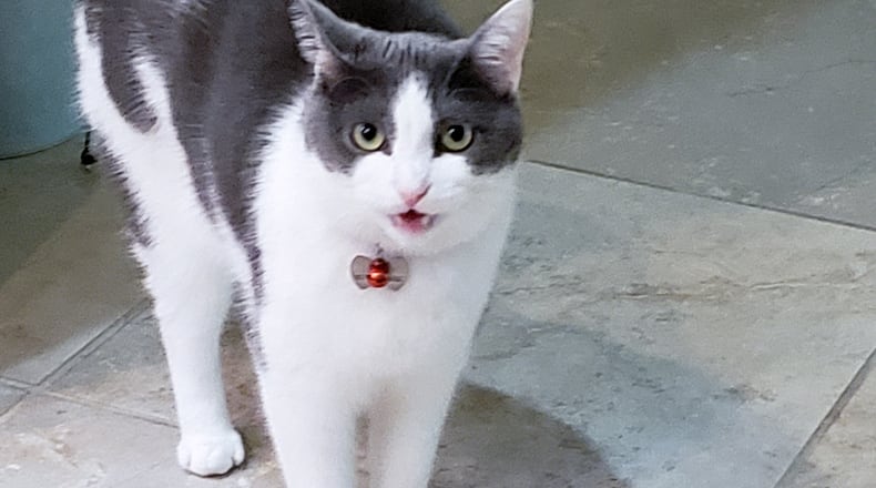 Pip lets me know when he wants his dinner, only he is two hours early. CONTRIBUTED