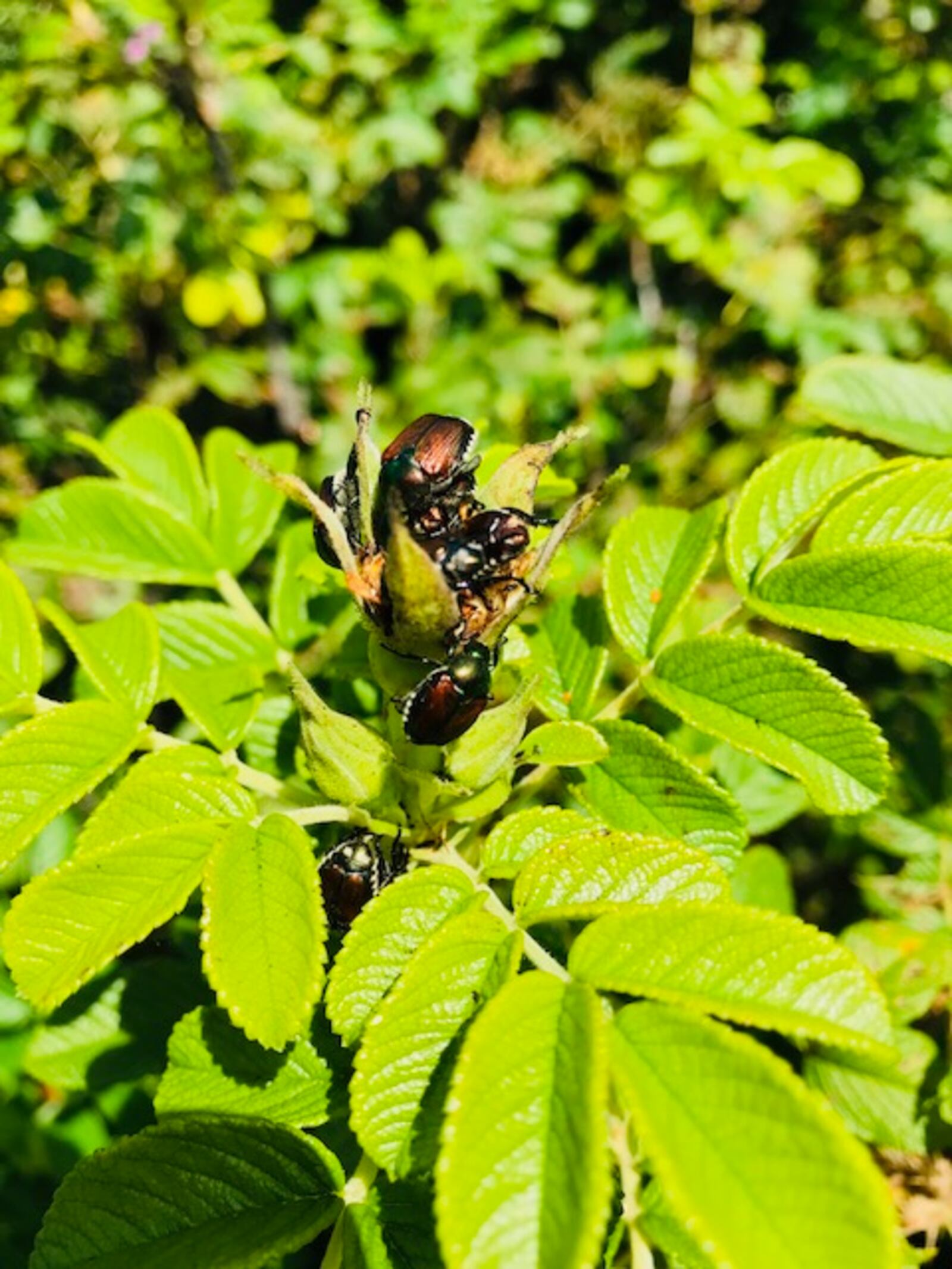 Japanese beetles can be a farmer or gardeners worst nightmare. These went after roses at Wegerzyn Garden MetroPark