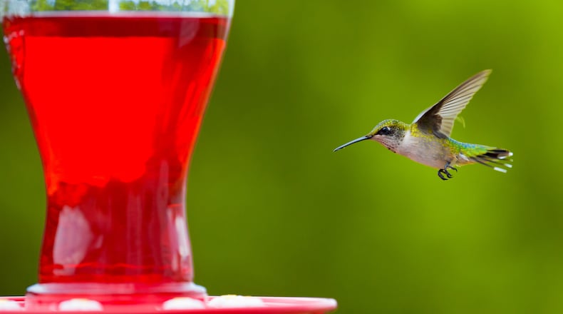 A female ruby throated hummingbird going to feed. iSTOCK/COX