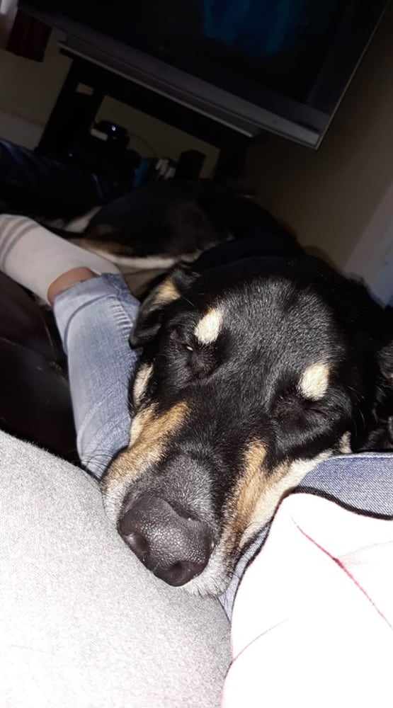 PHOTOS Readers respond to National Black Dog day post with pictures of their pets.
