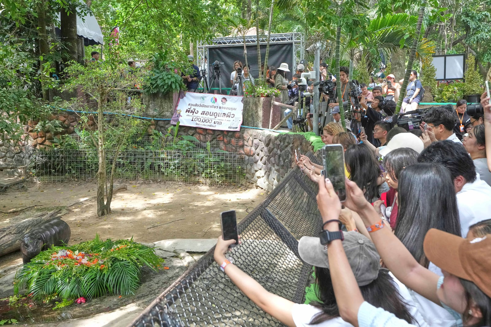 A baby pygmy hippo, Moo Deng eats fruit presented for her first birthday celebration at the Khao Kheow Open Zoo in Chonburi province, Thailand, Thursday, July 10, 2025. (AP Photo/Sakchai Lalit)
