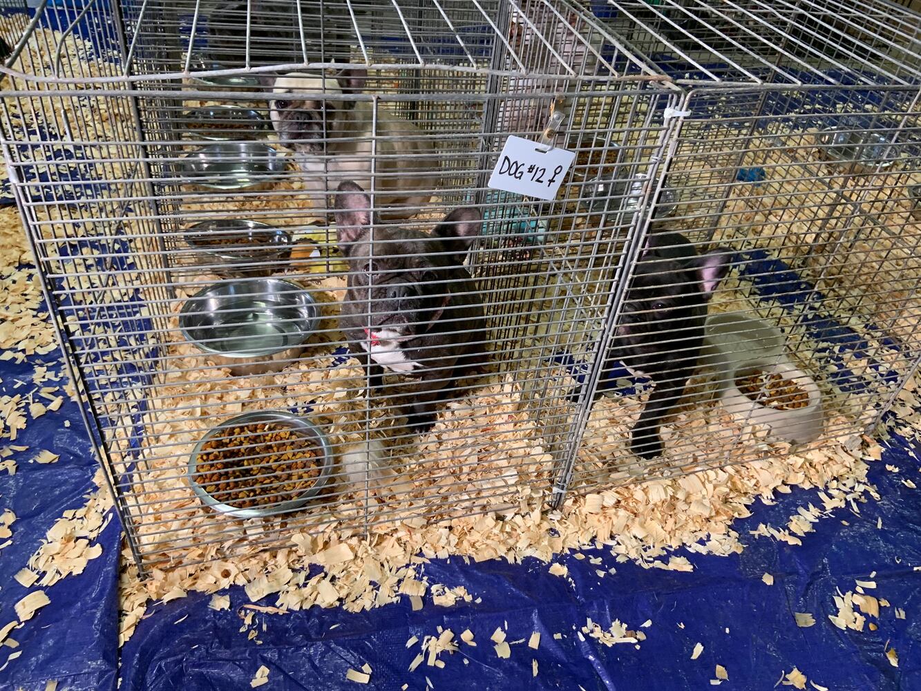 PHOTOS: French Bulldogs rescued from Sidney home