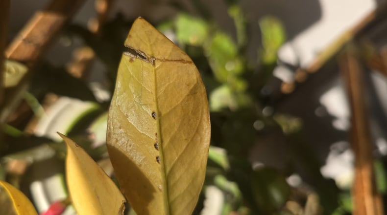 The brown spots on the midrib of this ZZ plant's leaves are scale. Scale insects sucks the juices and secretes a sticky substance called honeydew, and turn leaves yellow.
