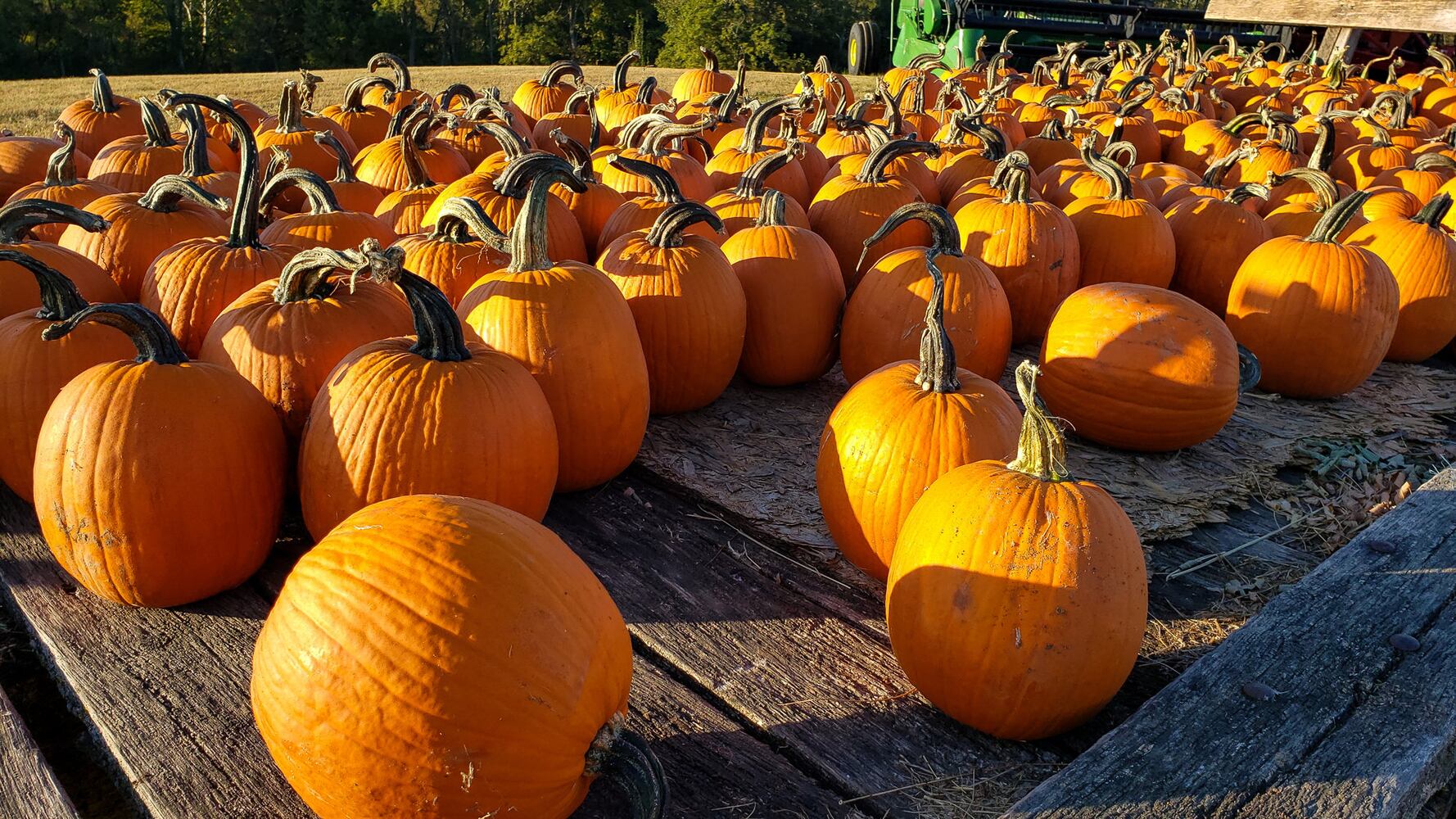 Jackson Family Farm offers visitors a chance to learn about farm life