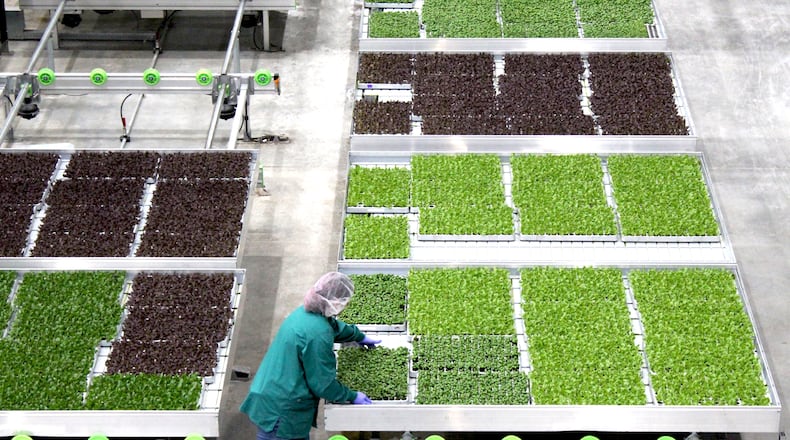 Hamilton-based 80 Acres Farms have now expanded into around 1,000 Kroger locations across the country, and are about to open a new indoor farm outside Florence, Ky. They are also planning to open a new facility in Georgia. 80 Acres Farms grows pesticide-free produce at an eco-friendly, indoor farm. The company was founded in 2015. FILE/PROVIDED