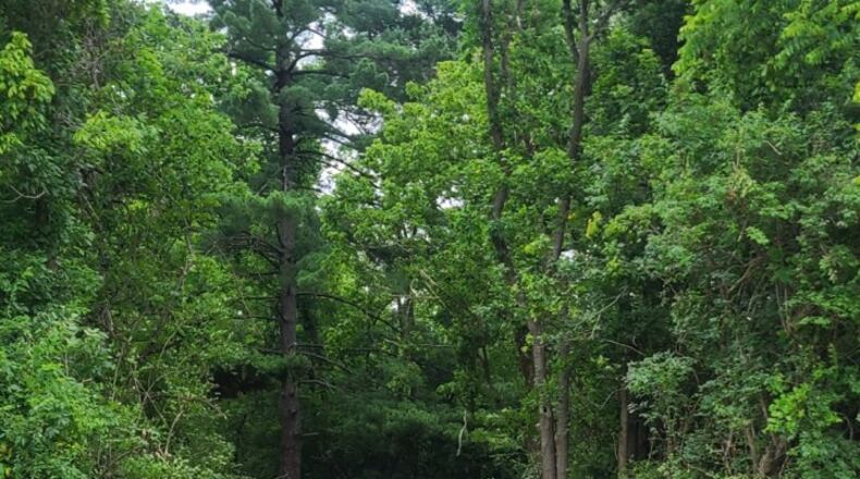 The construction of the Harbin Park loop trail, a 1.1-mile trail that will encircle the city's largest park, started on June 23. It should take about three weeks to finish, said parks Director Tiphanie Mays. Contributed