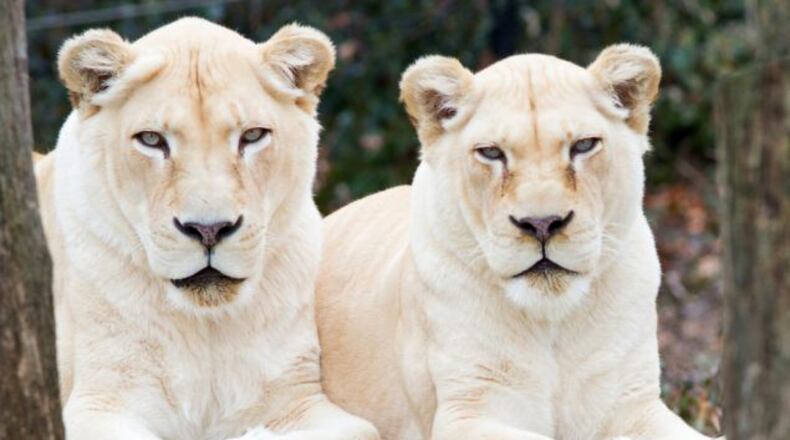 Prosperity (right) a whilte lion who lived at the Cincinnati Zoo since 1998, died Monday from " extended age-related health issues." At left is her 18-year-old daughter, Gracious." CINCINNATI ZOO & BOTANICAL GARDEN