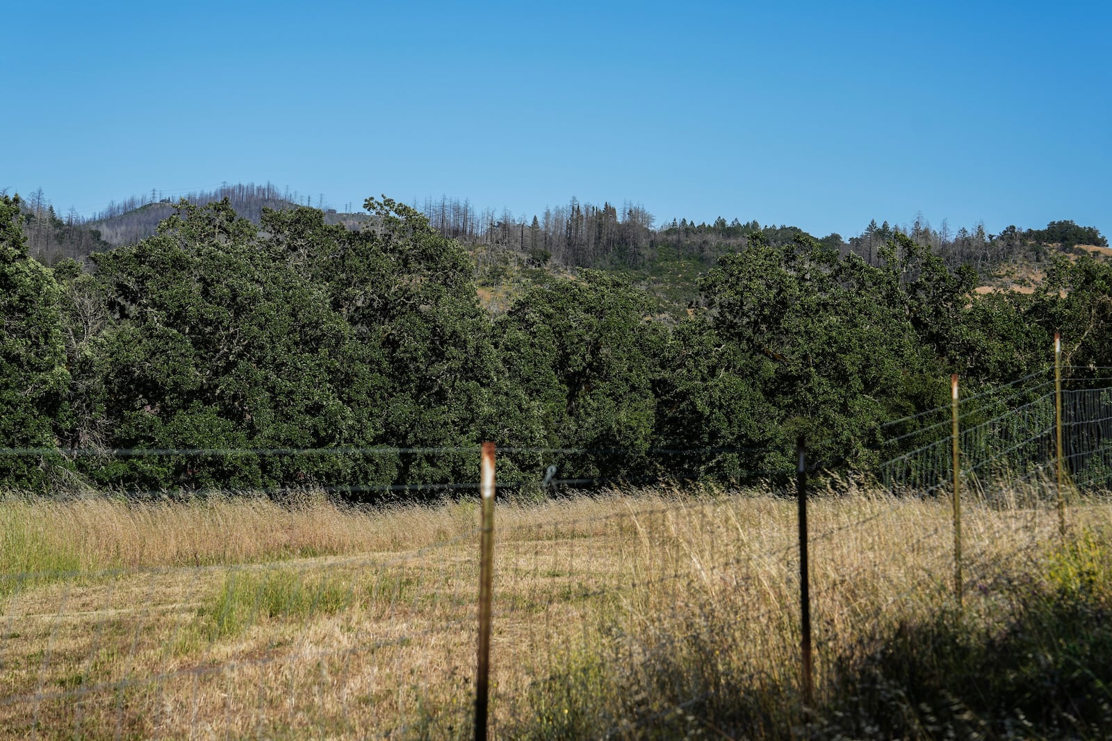 Burn scars from the 2017 Tubbs Fire, visible on the trees without leaves, stand along a ridge Tuesday, May 27, 2025, in Calistoga, Calif. (AP Photo/Annika Hammerschlag)