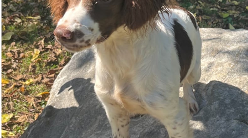 This seven-month-old English Springer named Maggie will be trained as an emotional support and explosives/firearms detection K9 for the Franklin police and Franklin City Schools. The Franklin Board of Education approved the joint venture with the Franklin police to share in the costs of the K9 that would be assigned to the SRO. CONTRIBUTED/FRANKLIN DIVISION OF POLICE
