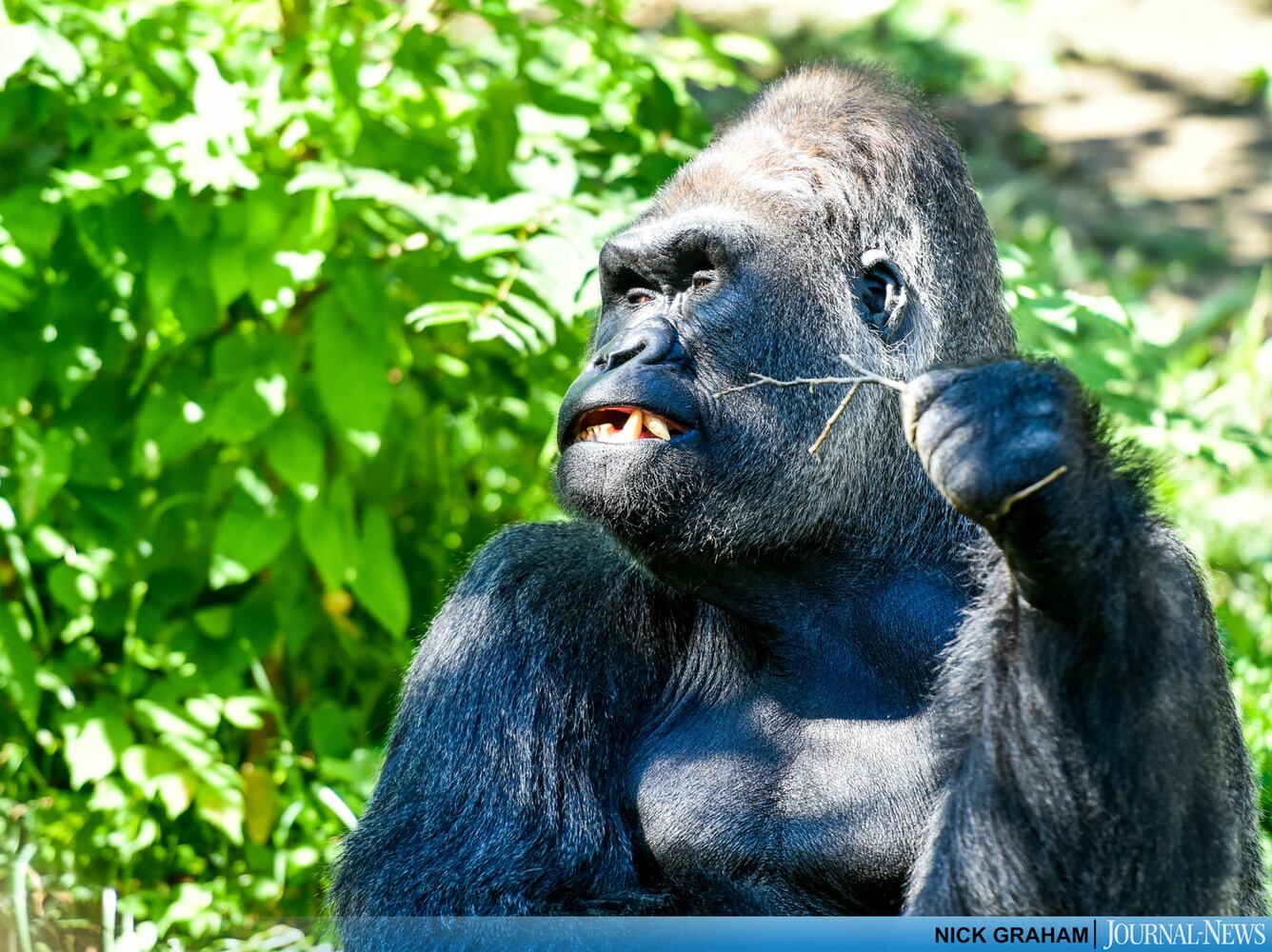 Gorilla Exhibit re-opens