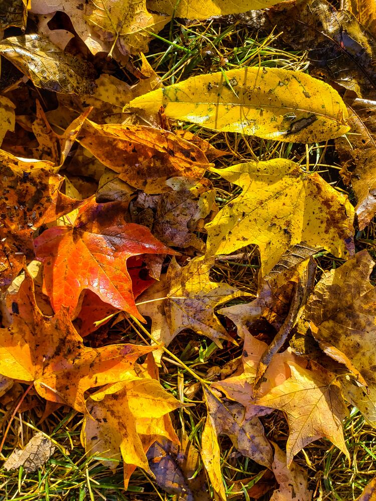 Fall colors October 2020