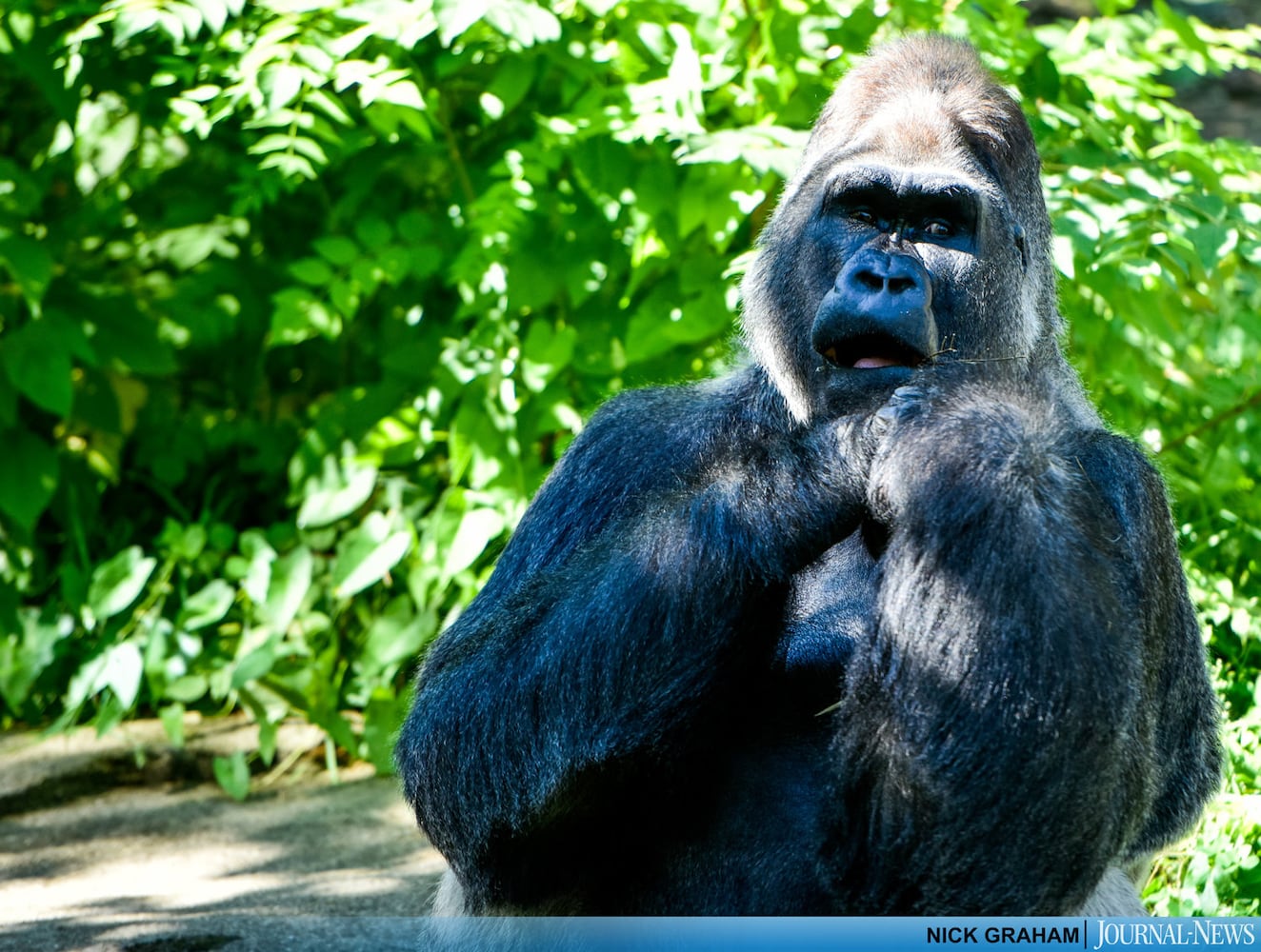 Gorilla Exhibit re-opens