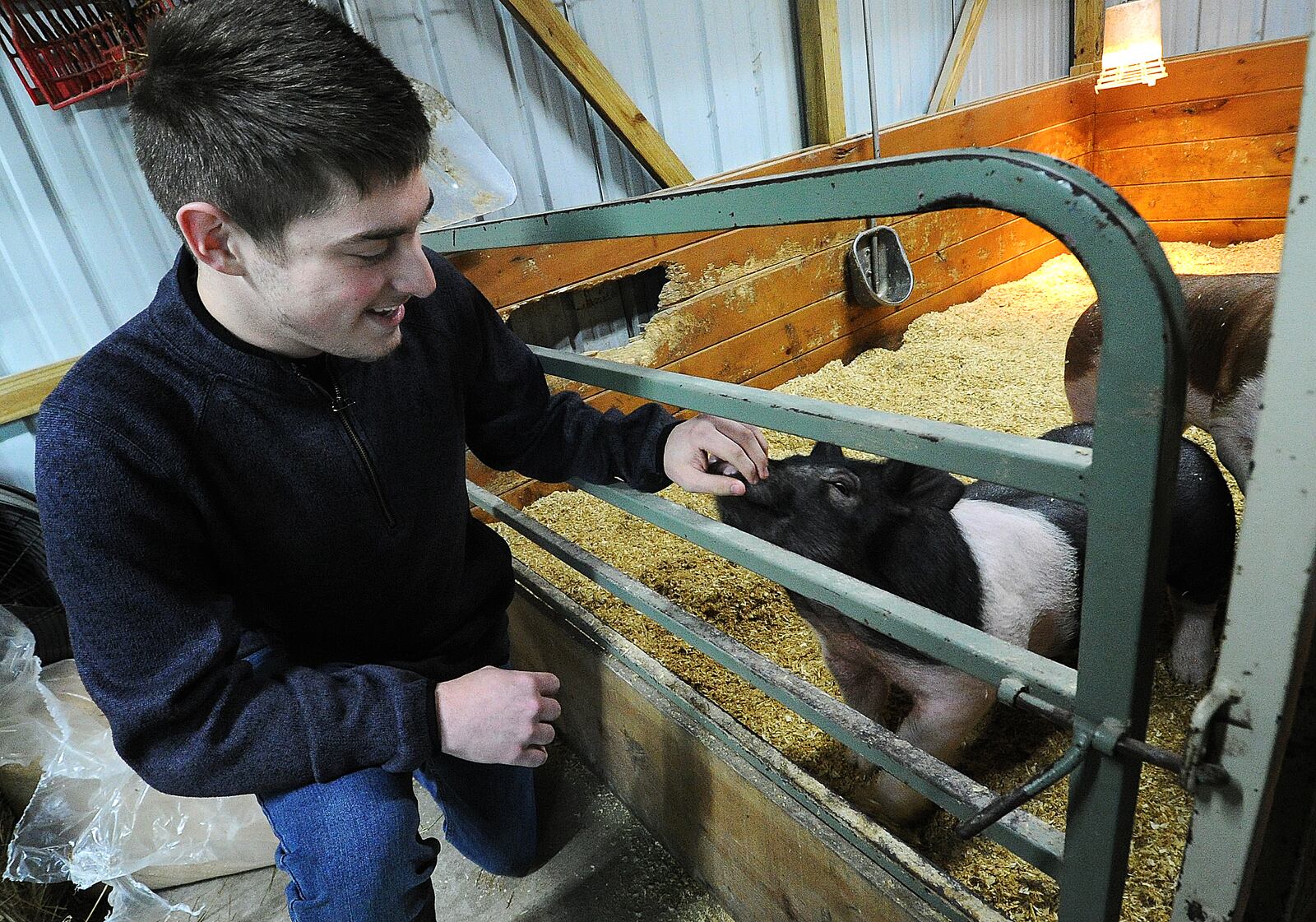 Emmit Cates, 18, of Springfield, works with one of his and his family’s four pigs as a part of his final 4-H project. Case has been participating in 4-H since the 3rd grade. MARSHALL GORBY\STAFF