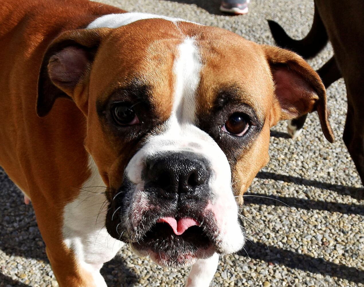 West Chester Pet Resort