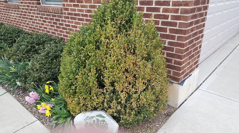 Boxwood leafminer injury on Green Gem boxwood. Note the yellowish color. CONTRIBUTED